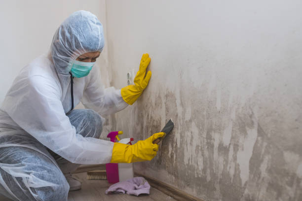 Best Insurance-Related Mold Remediation in Merrill, WI